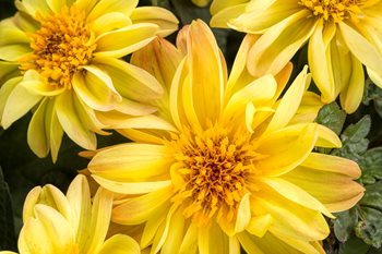 Dahlightful Tupelo Honey Dahlia, Yellow Flower, Dahlia Variabilis
Proven Winners
Sycamore, IL