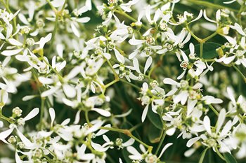 Diamond Frost, Euphorbia, Annual Plant
Proven Winners
Sycamore, IL