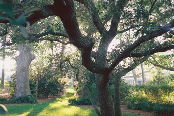 Live Oak Tree
Nelson Byrd Woltz
Charlottesville, VA
