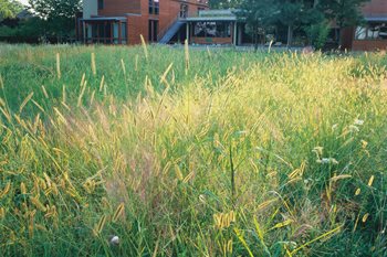 Meadow
Nelson Byrd Woltz
Charlottesville, VA