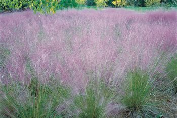 Pink Muhly Grass
Nelson Byrd Woltz
Charlottesville, VA
