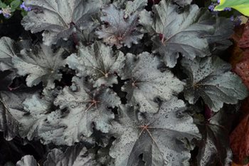Primo Black Pearl Heuchera, Heuchera, Coral Bells, Black Foliage
Proven Winners
Sycamore, IL