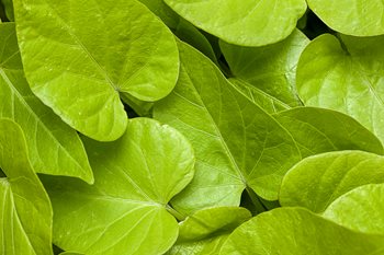 Sweet Caroline Sweetheart Lime, Sweet Potato Vine
Proven Winners
Sycamore, IL