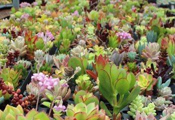 Soft Succulents | Garden Design