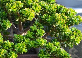 Jade Plant Outdoors, Crassula Ovata
Shutterstock.com
New York, NY