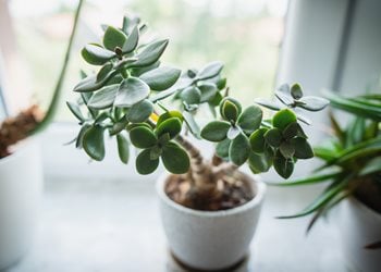 Jade Plant, Jade Houseplant, Jade TreeShutterstock.com New York, NY