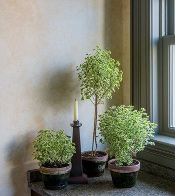 Indoor Topiaries, Pelargonium 
Garden Design
Calimesa, CA