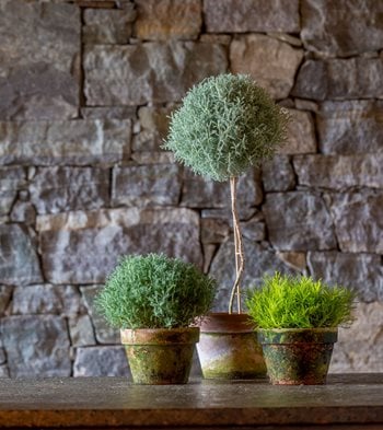 Santolina Plant, Potted Topiary
Garden Design
Calimesa, CA