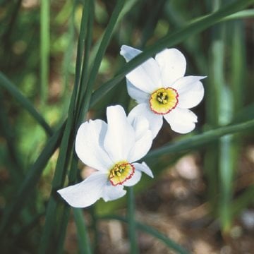 Narcissus Poeticus, Deer Proof
Garden Design
Calimesa, CA