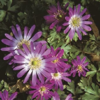 Deer Resistant Bulb, Anemone Blanda Radar
Garden Design
Calimesa, CA