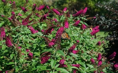 are butterfly bushes poisonous to dogs