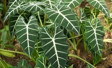 Elephant Ears