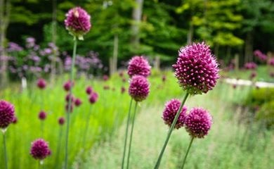 Drumstick Allium