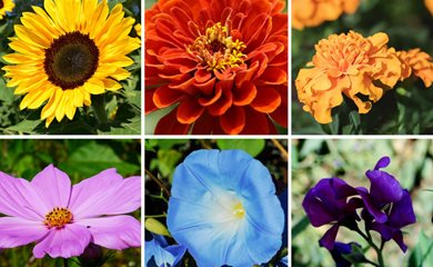 How To Start A Flower Garden 3 Steps For Beginners Design From Sunflowers To Dahlias Discover The Easiest Flowers Grow In Your First Garden