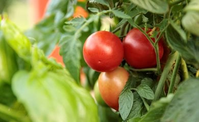 healthy tomato leaves