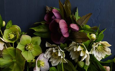 emHelleborus/em x emhybridus/em