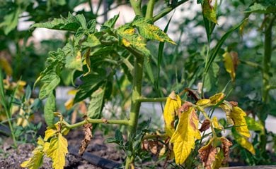 yellow tomato leaves