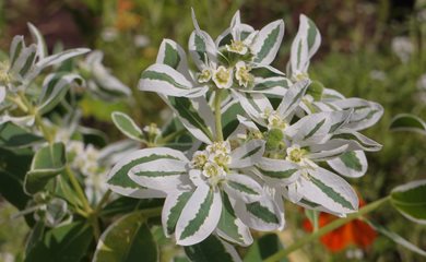 <em>Euphorbia marginata</em>