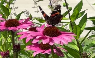Butterfly on coneflower