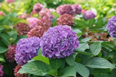 Let's Dance Arriba Hydrangea, Mophead Hydrangea Flower
"Dream Team's" Portland Garden
Proven Winners
Sycamore, IL