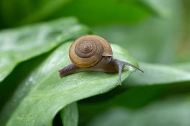 Snail On Leaf, Garden Snail
"Dream Team's" Portland Garden
Shutterstock.com
New York, NY