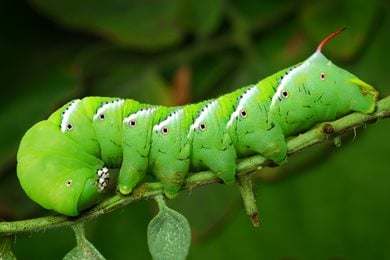 Tomato Hornworm, Manduca Quinquemaculata
"Dream Team's" Portland Garden
Shutterstock.com
New York, NY