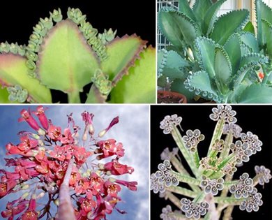 Mother Of Thousands Kalanchoe Diagremontiana Garden Design Mother Of Thousands Kalanchoe Diagremontiana Garden Design