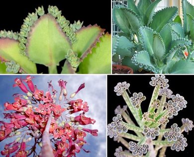 Mother of Thousands - Kalanchoe diagremontiana