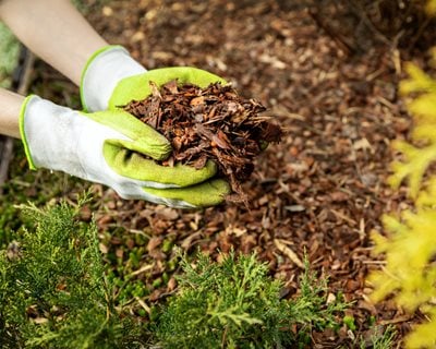 Bark Mulch, Garden Mulch
"Dream Team's" Portland Garden
Shutterstock.com
New York, NY