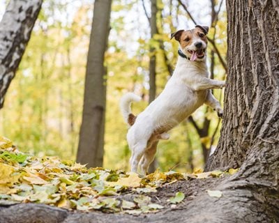 How To Keep Squirrels Out Of Garden Garden Design