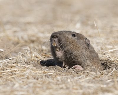 Gopher, Pocket Gopher
"Dream Team's" Portland Garden
Shutterstock.com
New York, NY