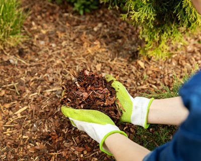 Starting an Organic Garden: 10 Keys for Beginners | Garden Design