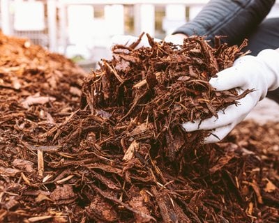 Shredded Bark Mulch
"Dream Team's" Portland Garden
Shutterstock.com
New York, NY