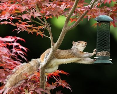 Squirrel, Bird Feeder, Japanese Maple Tree, Garden Pest  "Dream Team's" Portland Garden  Shutterstock.com  New York, NY