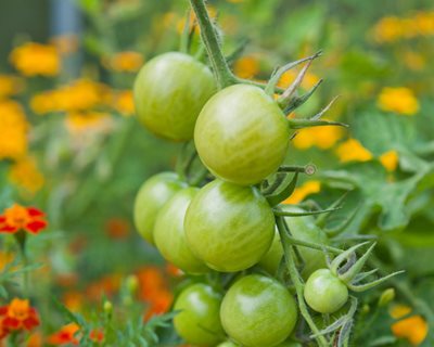 Tomatoes And Marigolds, Companion Planting
"Dream Team's" Portland Garden
Shutterstock.com
New York, NY