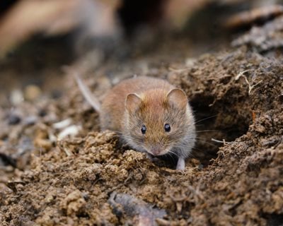 Vole – Damage to Plants and Control