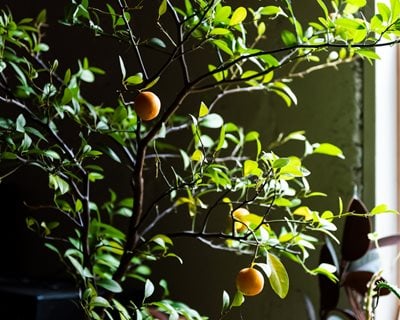 Citrus Growing Indoors
Shutterstock.com
New York, NY