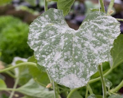 Image of Powdery mildew on plant