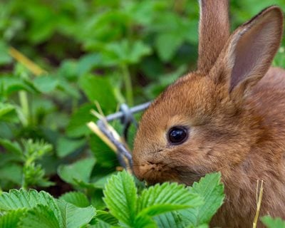 Rabbit In Garden, Strawberry Plant
Shutterstock.com
New York, NY