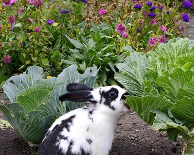 Valla para conejos de jardín para plantas individuales