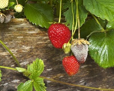 Botrytis Blight On Strawberries
Shutterstock.com
New York, NY