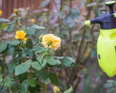 spraying rose bushes