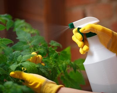 Spraying Tomato Plant, Spraying Neem Oil
"Dream Team's" Portland Garden
Shutterstock.com
New York, NY