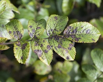 How to Treat Black Spot on Roses