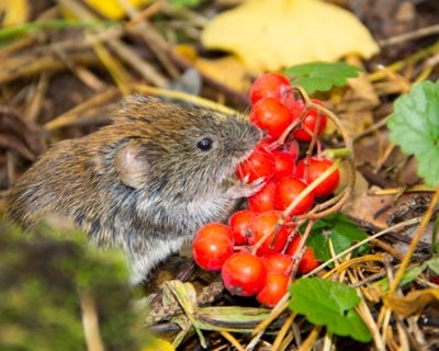 Best Vole Poisons