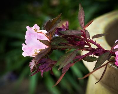 rose with rose rosette disease