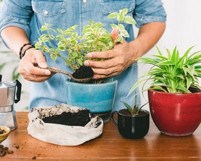 Coffee Grounds For Houseplants
"Dream Team's" Portland Garden
Shutterstock.com
New York, NY