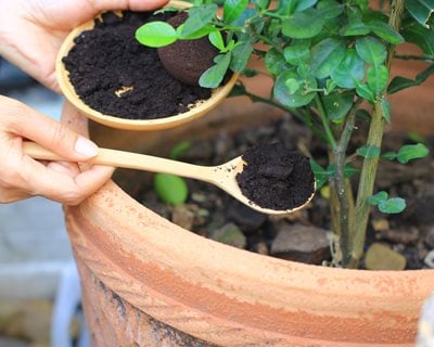 Coffee Grounds In Plants
"Dream Team's" Portland Garden
Shutterstock.com
New York, NY