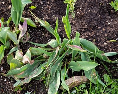 Botrytis On Tulips, Botrytis Tulipae
Shutterstock.com
New York, NY