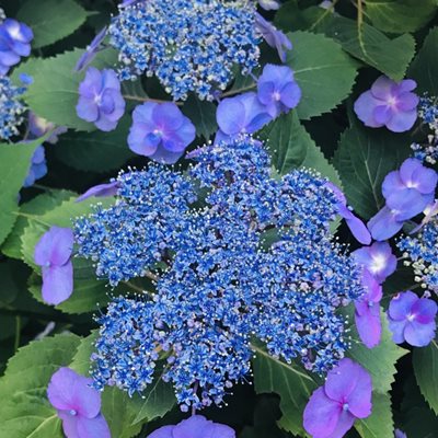 Tuff Stuff Mountain Hydrangea
"Dream Team's" Portland Garden
Garden Design
Calimesa, CA